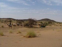 Caravane entre Tichit et Oualata