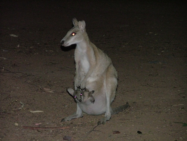 Visiteurs nocturnes au bivouac