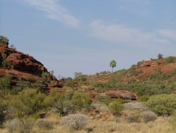 Le trésor caché de Palm Valley