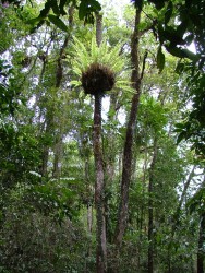 Fougère de la magnifique forêt de Daintree