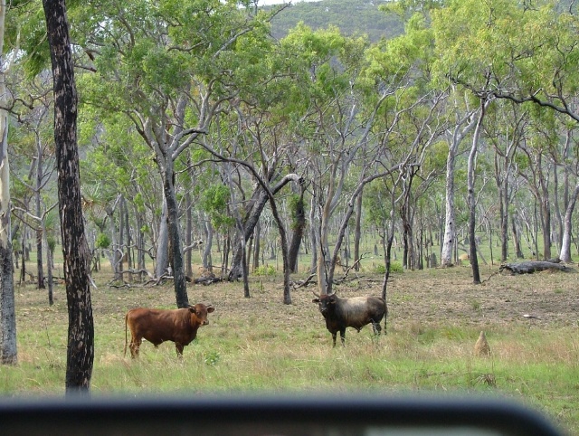 Seules traces de "présence humaine", les vaches
