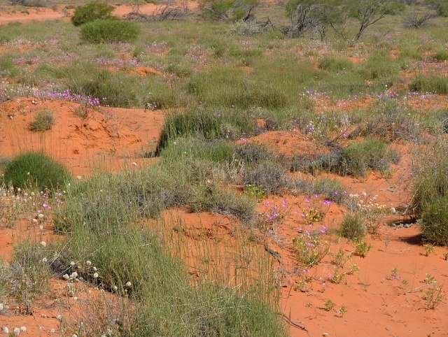 Fleurs multicolore sur sable rouge