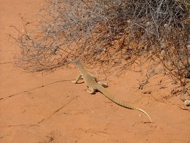 Un varan de plus