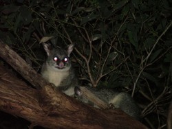 e ne sais pas quel est cette bestiole, mais c'est sûrement un de ces marsupiaux étranges dont l'Australie a le secret