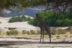Une grande curiosité teintée d'une certaine dose d'arrogance est caractéristique des girafes