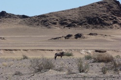 Dans un milieu aussi aride, l'oryx est à son aise
