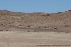 Après les springboks, les troupeaux d'oryx pointent leur nez