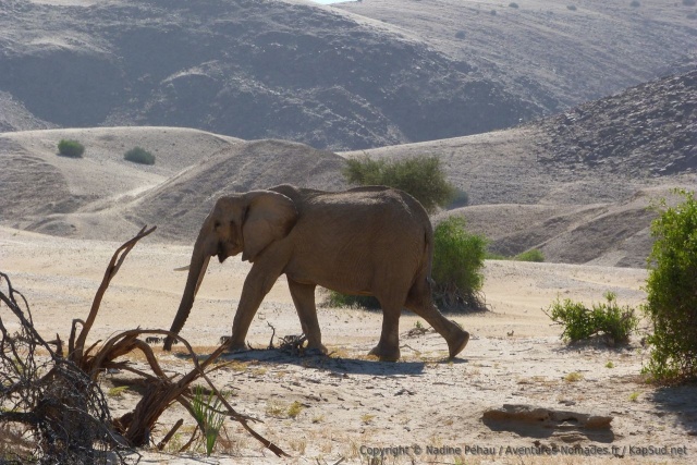 Peut-être est-ce l'éléphant qui nous a tenu compagnie toute la soirée d'hier