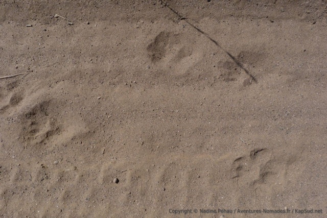 Tiens, tiens, des traces de gros chat !