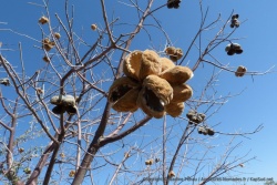 D'étranges fruits comme des décorations dans les arbres