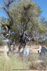 Un petit cimetière Himba, très surprenant