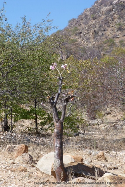 Une sorte de baobab avec de très jolies fleurs, éclatantes de vie