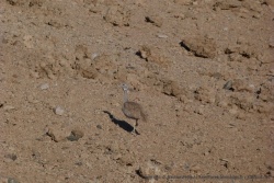 De temps en temps, on croise quelques êtres vivants comme cette petite outarde