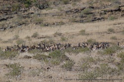 Un immense troupeau de springboks prend le soleil