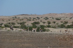 Springboks et oryx se sont mélangés pour notre plus grand bonheur