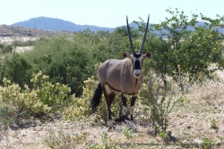 Pour une fois, cet oryx ne détale pas à notre arrivée