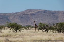 Encore une jolie surprise, une magnifique girafe dans de tout aussi magnifiques décors