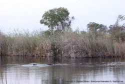 Nous ne sommes pas seuls sur les lieux, une bande d'hippos joue à cache-cache