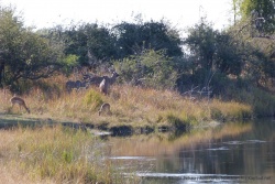 Après les éléphants, c'est au tour des koudous et des impalas de venir boire