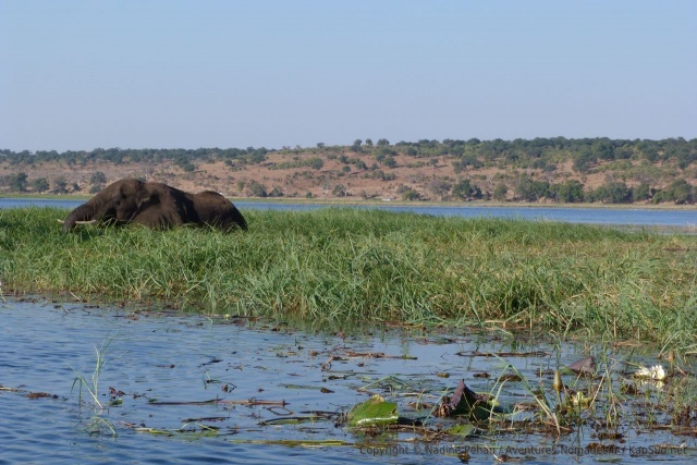 Les éléphants adorent les plantes aquatiques dont ils se régalent