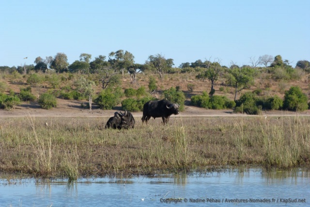 Avec autant d'eau et de pâturages pas étonnant de tomber sur des buffles