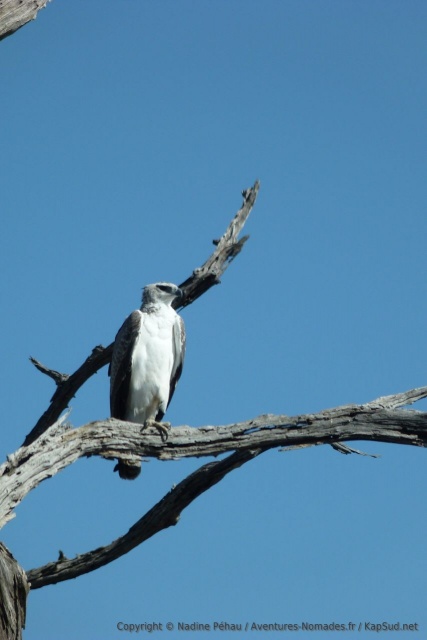 Un très beau rapace, au port altier
