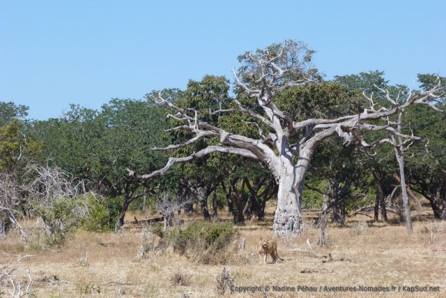 A la lisière de la savane arborée, la lionne hésite