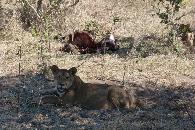 Heureusement que les lions sont bien repus !