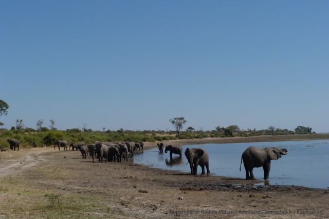 A midi, la chaleur culmine et les éléphants viennent s'hydrater pour mieux la supporter