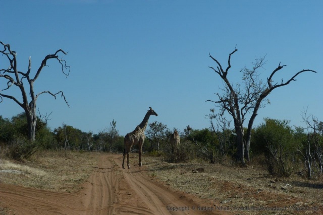 Cette girafe nous nargue, elle ne veut pas nous céder la piste 
