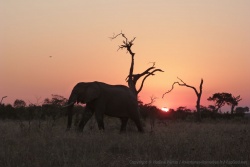 Une de nos scènes préférées en Afrique australe