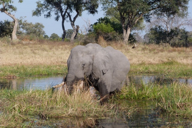 Les éléphants adorent manger les plantes aquatiques