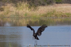 Une cigogne noire atterrit à côté de nous