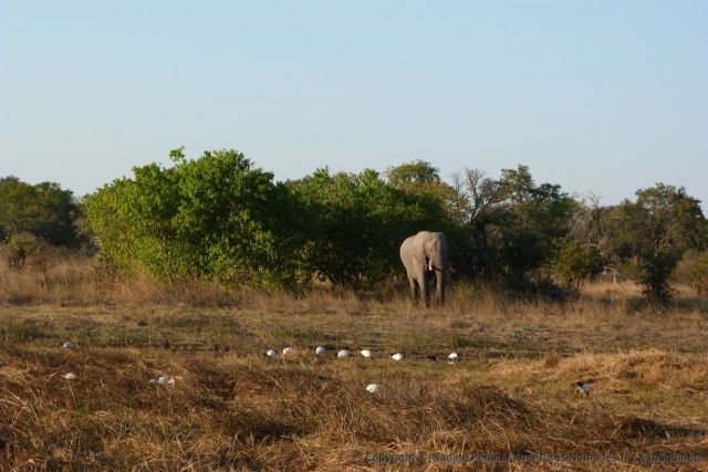 On retrouve avec plaisir nos chers éléphants