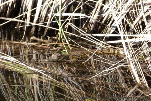 Un bébé crocodile, futur caïd des marais