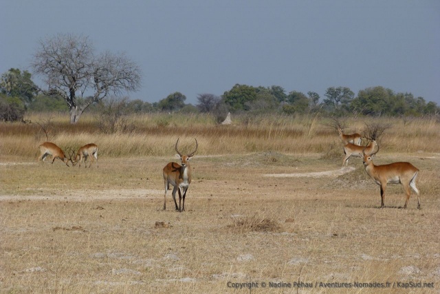Si on aperçoit des lechwe, c'est que l'eau n'est pas bien loin