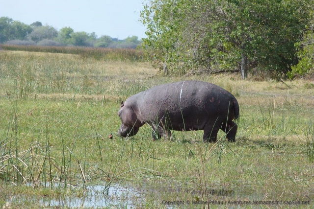 Pour une fois, on peut observer un hippopotame en train de brouter en pleine journée