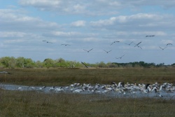 La multitude et la diversité d'oiseaux est impressionnante pour un si petit plan d'eau