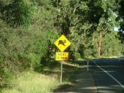 Attention aux koalas sur les routes ...