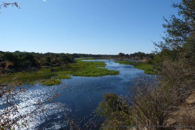 Surprenant de découvrir autant d'eau et autant de végétation verdoyante au coeur du désert du Kalahari