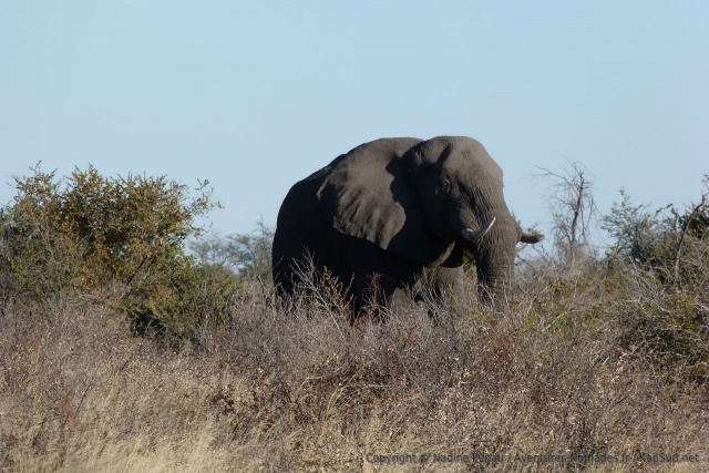 Plus on voit des éléphants, plus on les trouve fascinants
