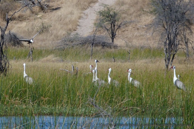 Dans les herbes aquatiques, un groupe de grues, toujours aussi élégantes