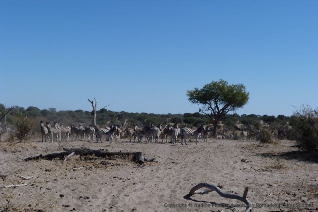La migration des zèbres du Botswana est la 2ième plus importante au monde