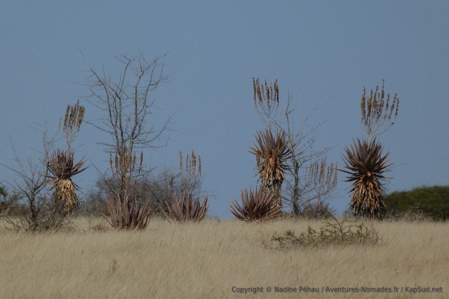 Ces drôles de plantes brandissent leurs fleurs comme des oriflammes