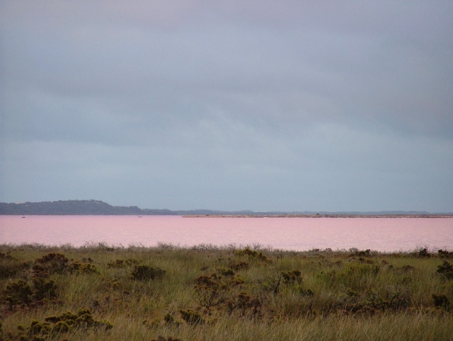 Non ce n'est pas un mirage, il est vraiment rose