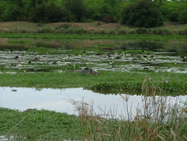 Hippopotame jouant à cache-cache parmi les jacinthes deau
