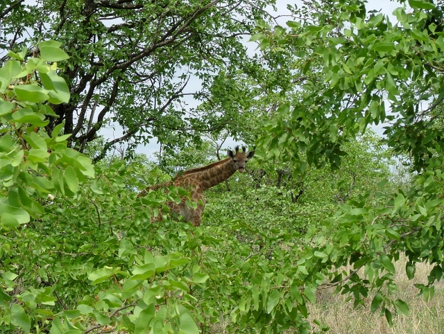 La girafe aussi est joueuse et surtout toujours curieuse