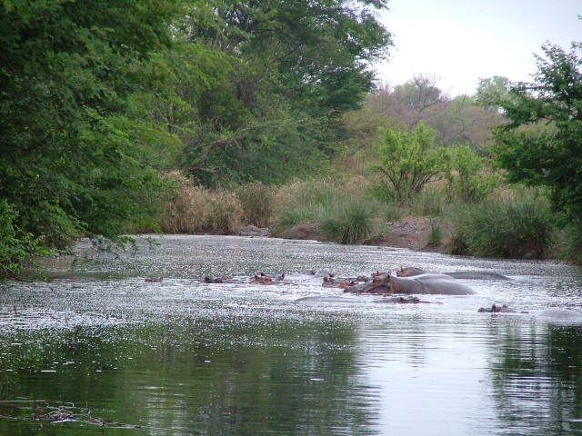 Hippo Pools, devinez pourquoi ?