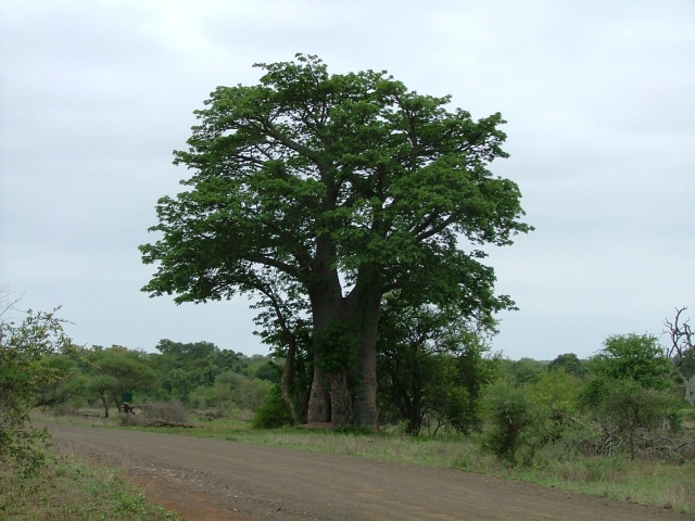 Superbe baobab