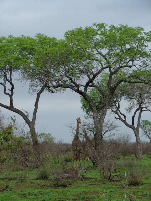 Girafe parmi ses arbres préférés : des acacias bourrés d'épines mais qu'elles apprécient tellement